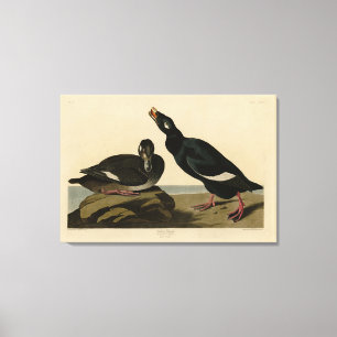 Velvet Duck - von Audubons Vögeln Amerikas Leinwanddruck