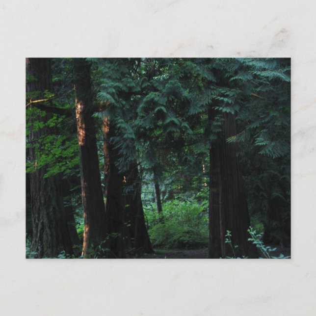 Velvet Forest Postkarte (Vorderseite)