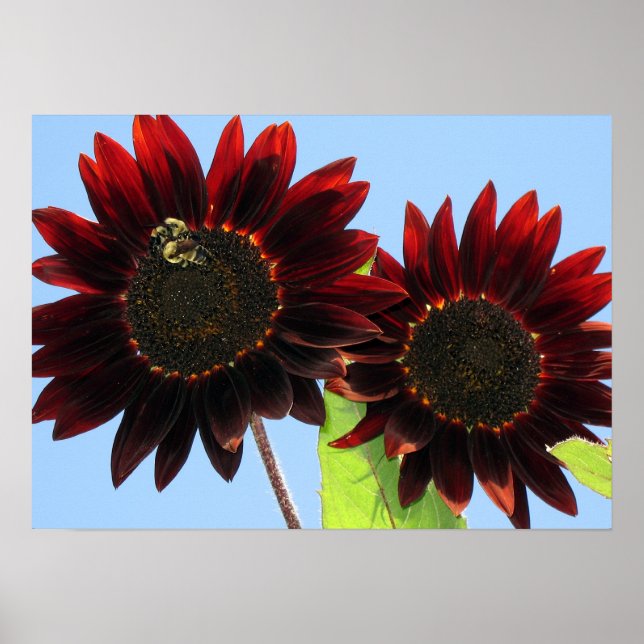 Velvet Queen Sunflowers Poster (Vorne)