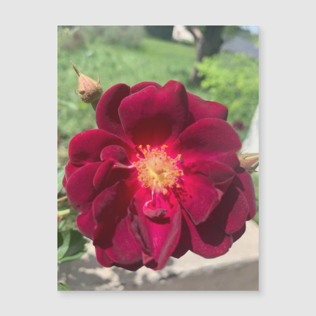 Velvet Rose Magnet (Vorderseite)