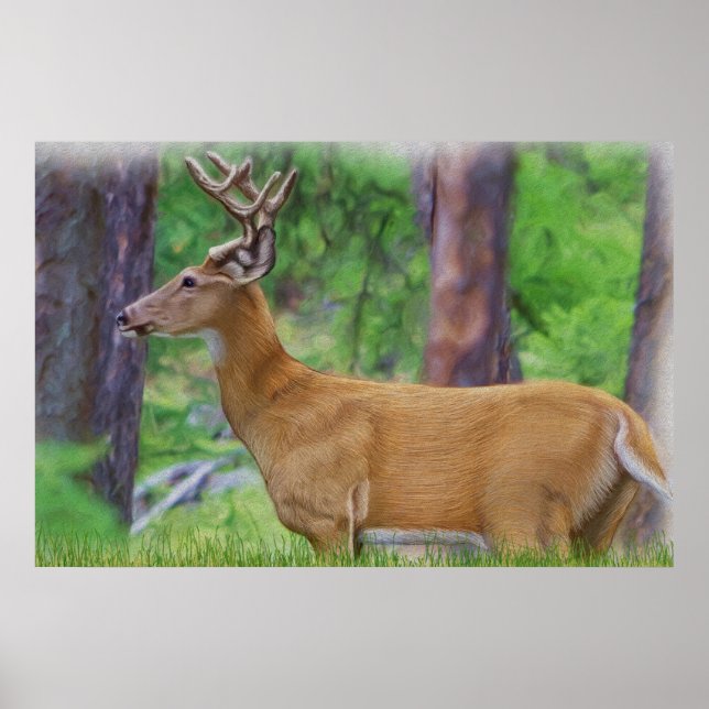Velvet Whitetail Deer Buck Poster (Vorne)