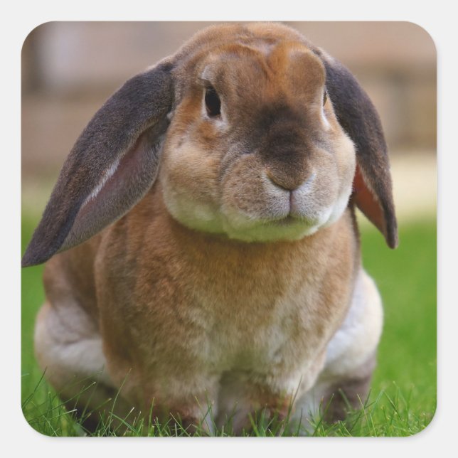 Velveteen Lop Bunny Rabbit Quadratischer Aufkleber (Vorderseite)
