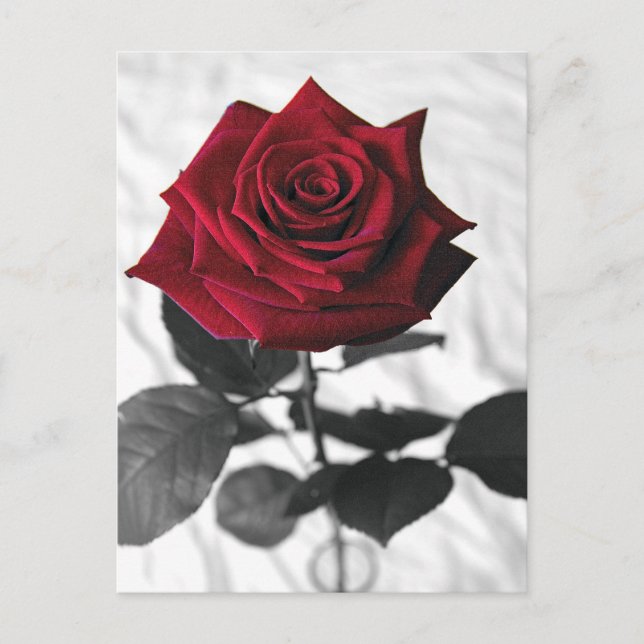 VelvetRose Postkarte (Vorderseite)