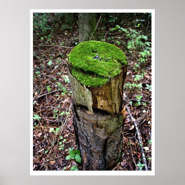 Velvety Green Moss Poster (Vorne)
