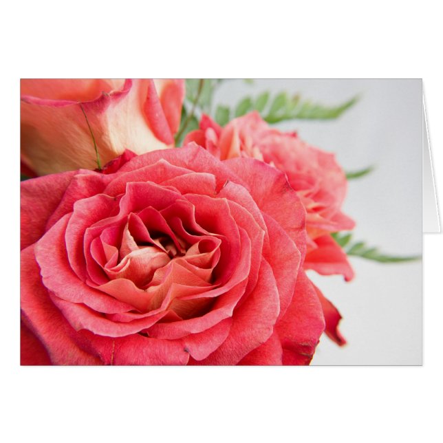 Velvety Pink Roses (Vorderseite (Horizontal))
