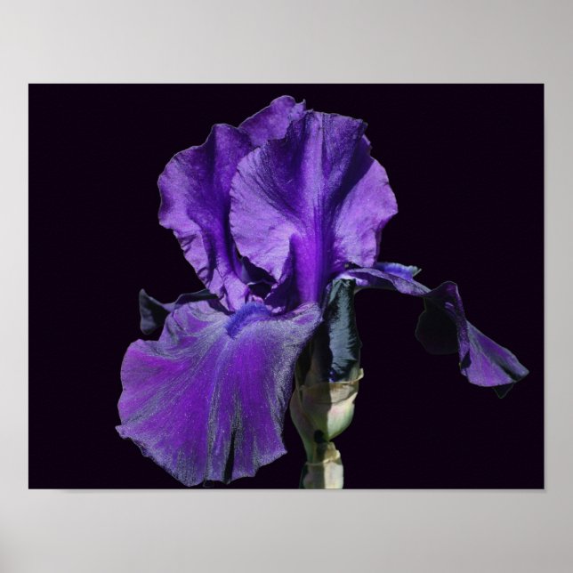 Velvour Lila Bartded Iris Blume Art Poster (Vorne)