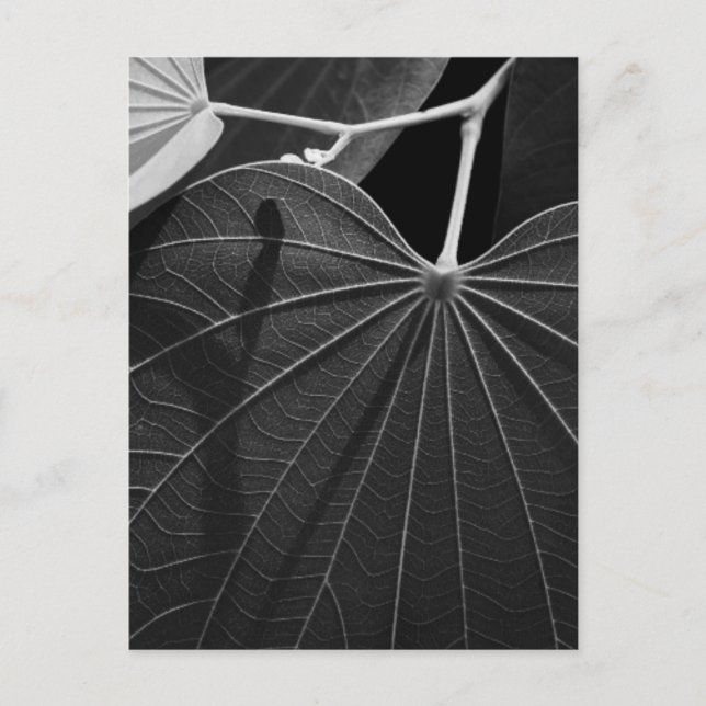 Venen eines Leaf Postkarte (Vorderseite)