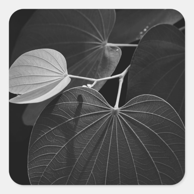 Venen eines Leaf Quadratischer Aufkleber (Vorderseite)
