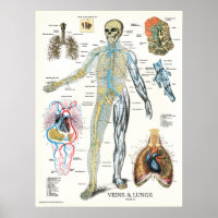 Venen Lunge Anatomie Poster 18 x 24