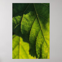 Venen mit grünem Leaf
