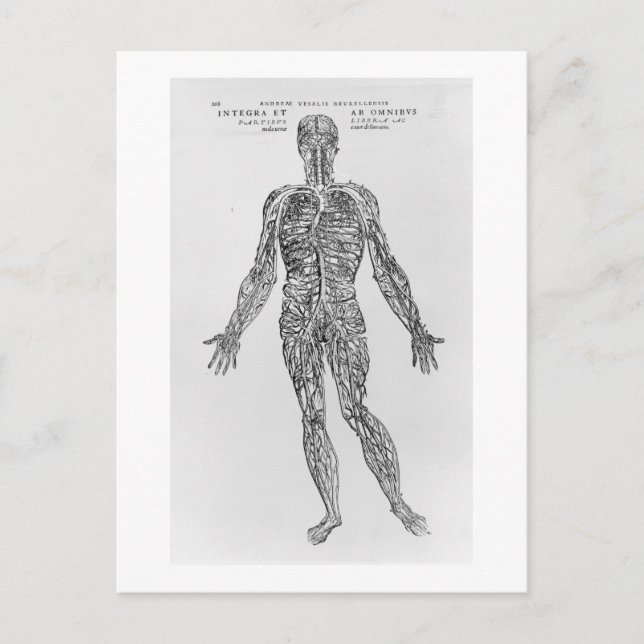 Venen- und Arteriesystem (b/w-Druck) Postkarte (Vorderseite)