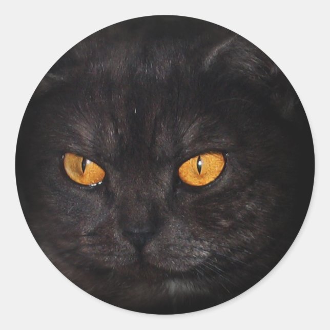 Venezia Cat Aufkleber (Vorderseite)