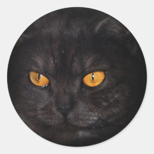 Venezia Katzenaufkleber Runder Aufkleber