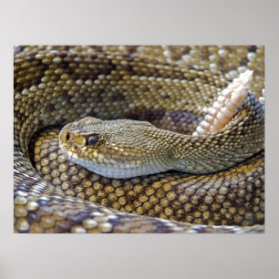 Venomische Rattle Schlange Nah Poster