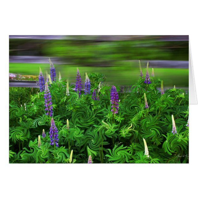 Vent dans les Lupines (Devant horizontal)