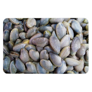 Venus Clam [ห อ ล า ย] Magnet