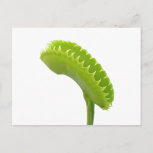 Venus Fly Trap Postkarte