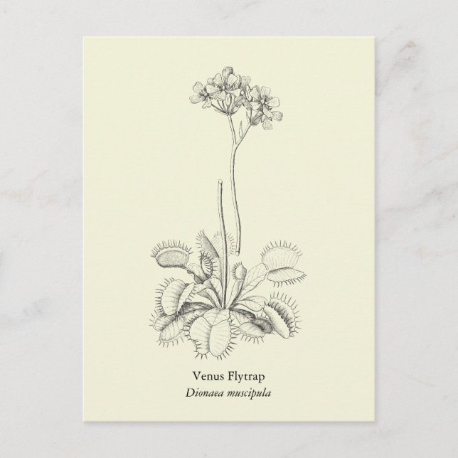 Venus Flytrap, karnivorische Pflanze Postkarte (Vorderseite)