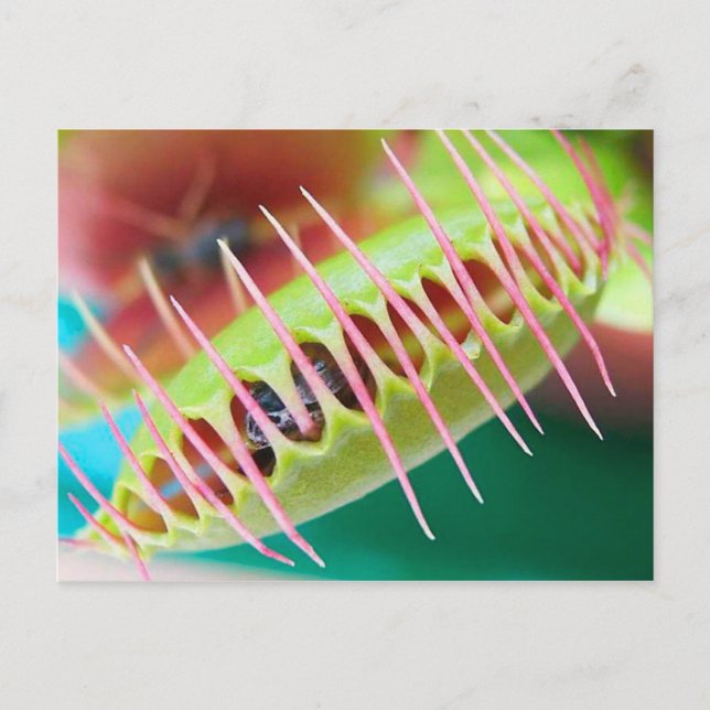 Venus Flytrap Postkarte (Vorderseite)