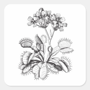 Venus Flytrap Vintag Art Sticker