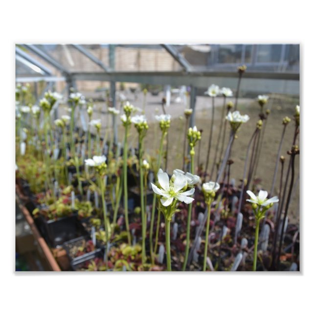 Venus Flytraps-Blume Fotodruck (Vorne)
