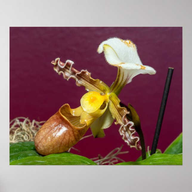 Venus Frauenschuh Orchidee Poster (Vorne)