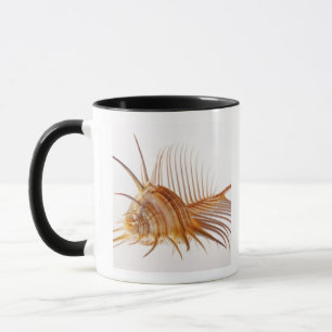 Venus-Kammmurex-Muschel (Murexpektin) gegen Tasse