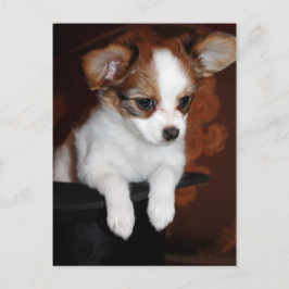 Venus Welpe Postkarte