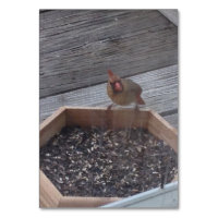 Verben Eating Robin Bird Reading Flashcards