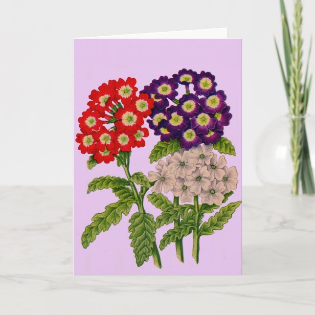 Verbena-Blume drucken Karte (Vorderseite)