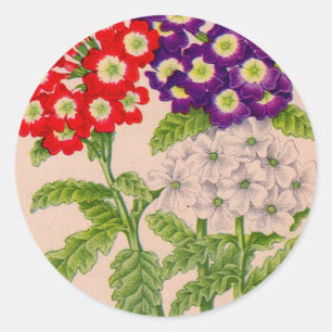 Verbena-Blume in rot und lila Runder Aufkleber