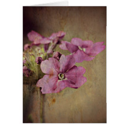 Verbena Delicate Pink Floral.