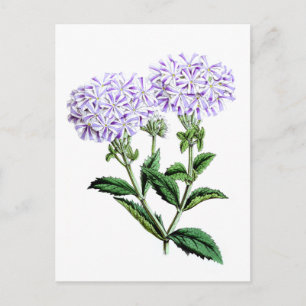 Verbena, Herrin von Langlebury Postkarte