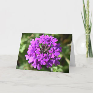 Verbena, Karte