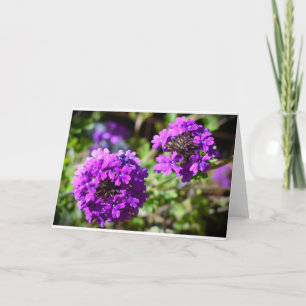 Verbena, Karte