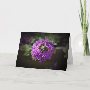 Verbena, Karte