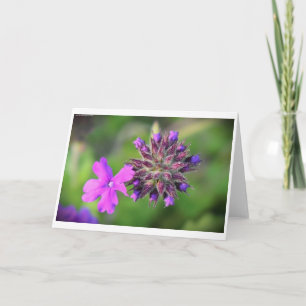 Verbena, Karte
