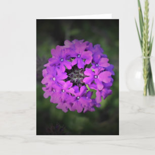 Verbena, Karte