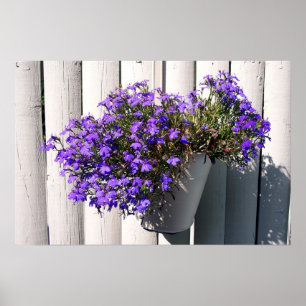 Verbena Pflanze Poster