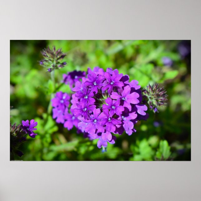 Verbena Poster (Vorne)