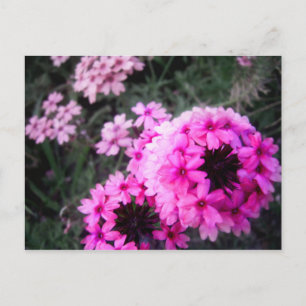 Verbena Postkarte