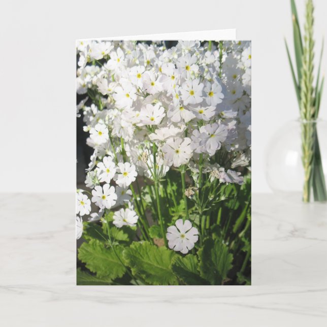 Verbena - weiße Frühlingsblumen Karte (Vorderseite)