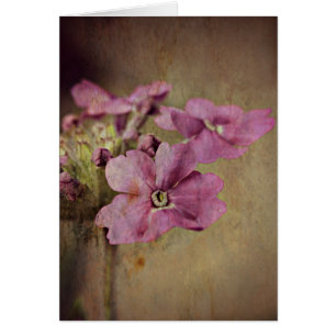 Verbene-empfindliches rosa Blumen