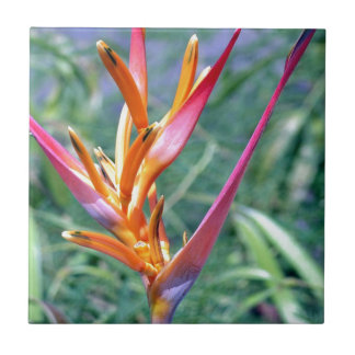 Verbesserte Heliconia-Blume Fliese