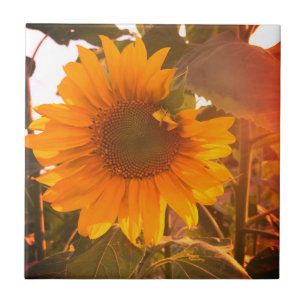 Verbesserte Sonnenblume Fliese