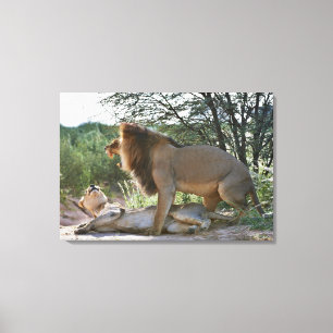 verbindene Löwen, Panthera Löwe, Kgalagadi Leinwanddruck
