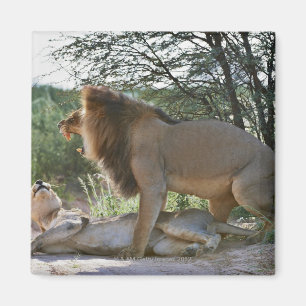 verbindene Löwen, Panthera Löwe, Kgalagadi Magnet