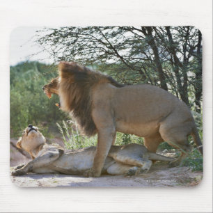 verbindene Löwen, Panthera Löwe, Kgalagadi Mousepad