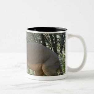 verbindene Löwen, Panthera Löwe, Kgalagadi Zweifarbige Tasse