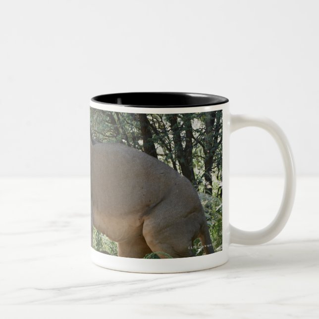 verbindene Löwen, Panthera Löwe, Kgalagadi Zweifarbige Tasse (Rechts)